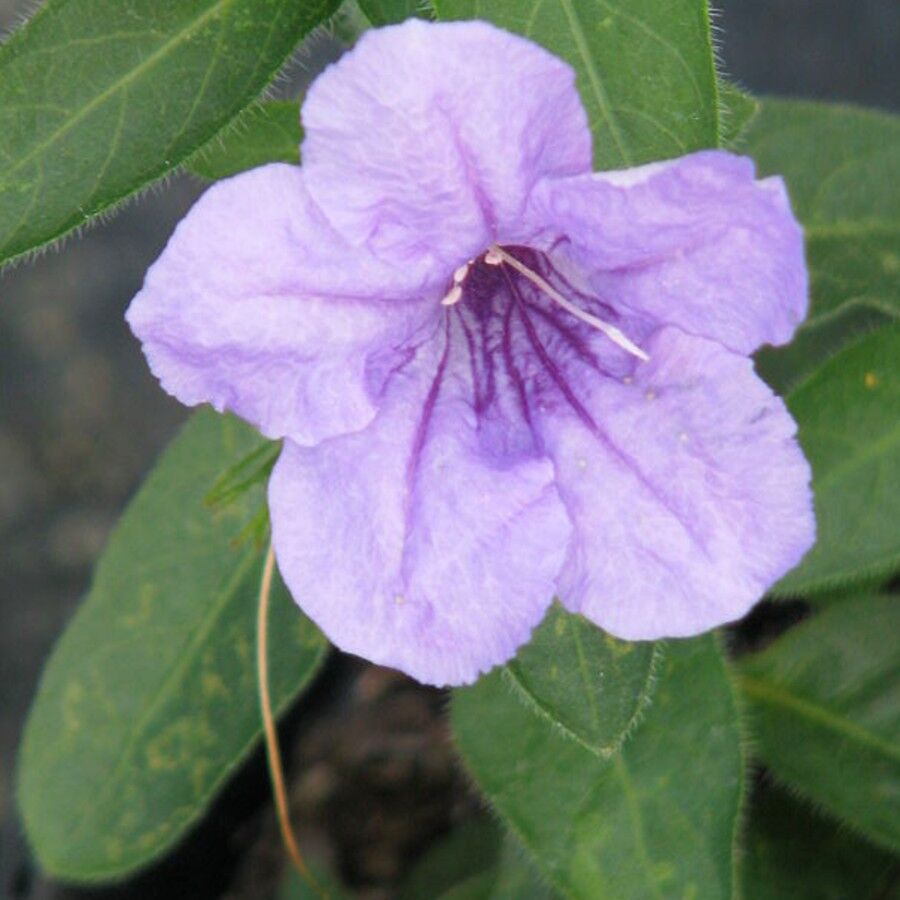 Hairy petunia blossom